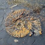 Jurassic Coast Fossils