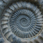 Ammonite Detail