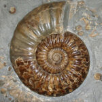 Ammonite fossil
