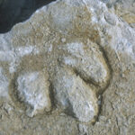 Iguanadon Footprint