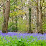 Bluebell woods at Swyre Head in Dorset