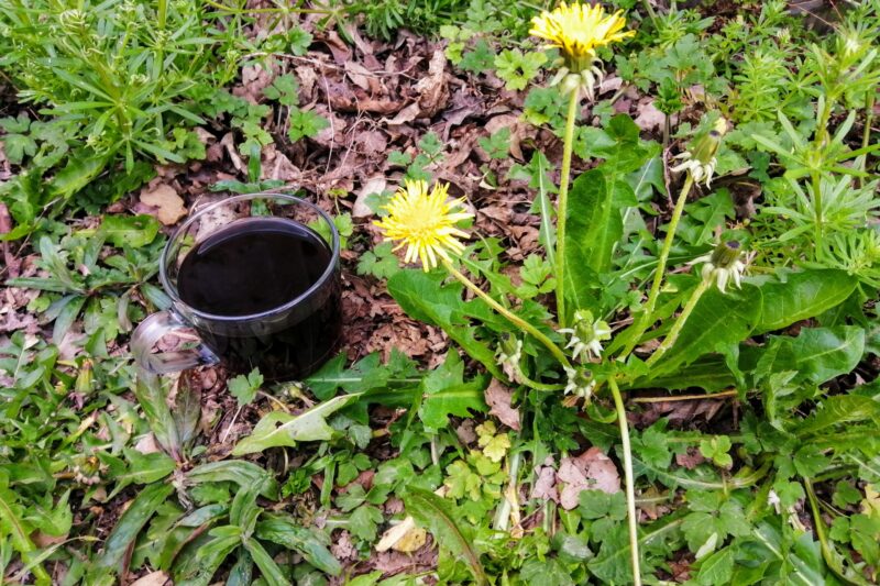 dandelions bushcrafters coffe