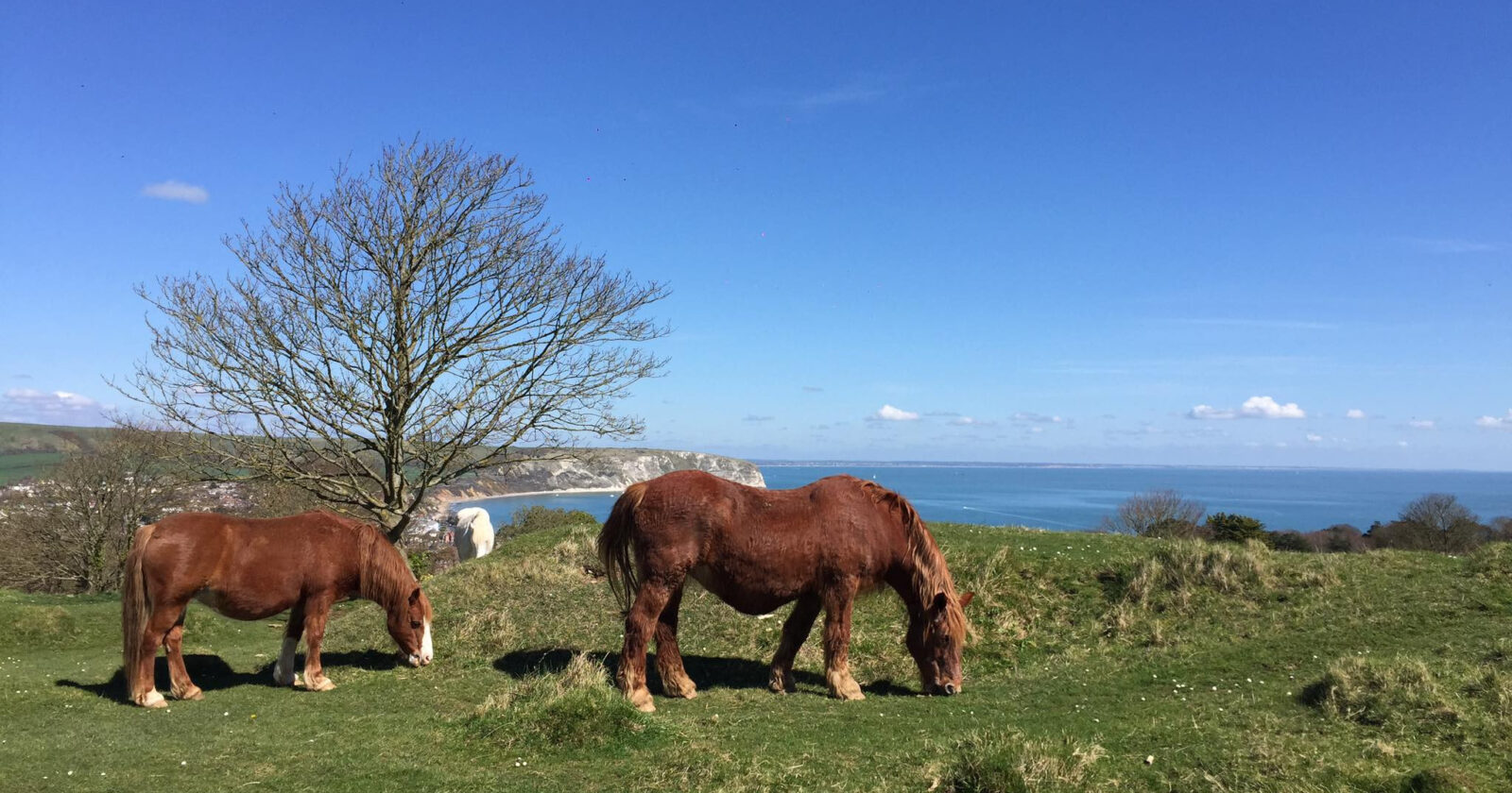 horses grazing at the townsend nature reserve