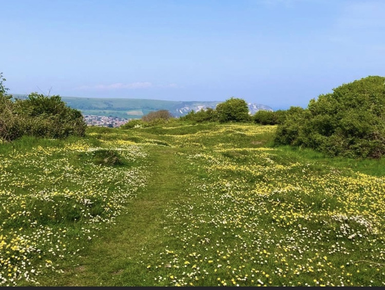 wild flowers at the townsend nature reserve